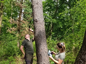Monitoring zasiedlenia skrzynek nietoperzowych w trzech Parkach ZPKWŁ 2025, <p>fot. MI</p>
